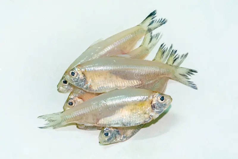 Mourala Fish
